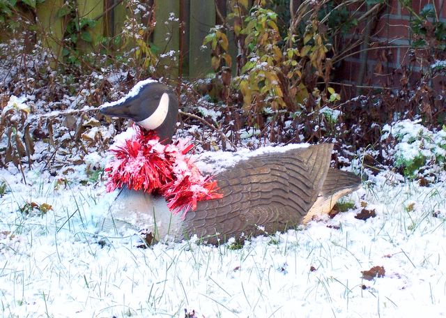 Canada Goose in Hamburg, Xmass 2005